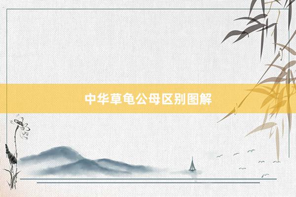 中华草龟公母区别图解